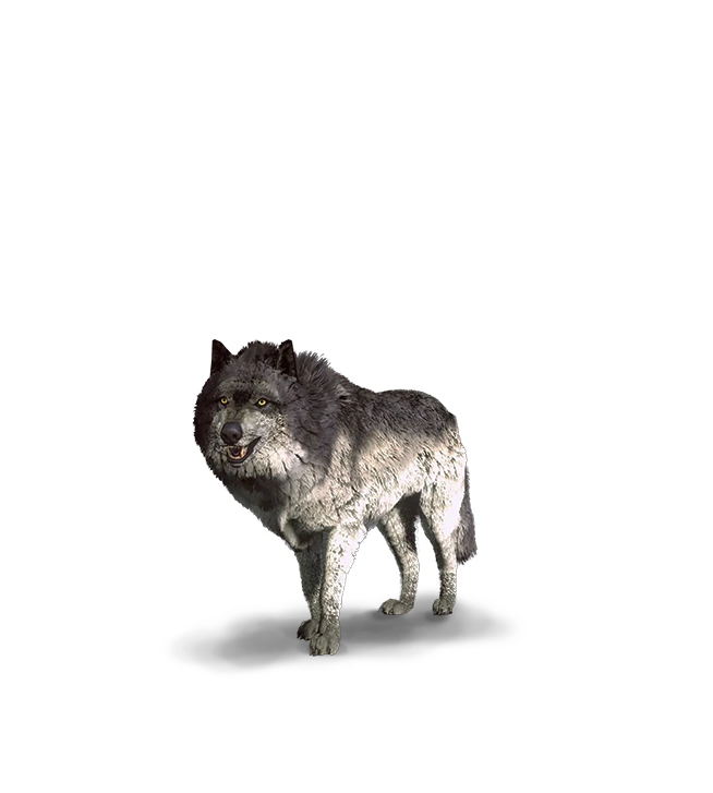 Wolves